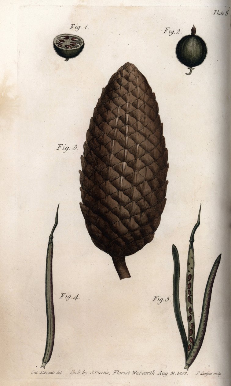 O pericarpo de groselha tem cavala, fruto de pinheiro escocês e paredes de trevo (ou ravenelle). Gravura em cobre colorido, ilustração de Sydenham Edwards (1768-1819) para Conferências de Botanical, Jardim Botânico de Lambeth (Inglaterra) de Sydenham Teast Edwards