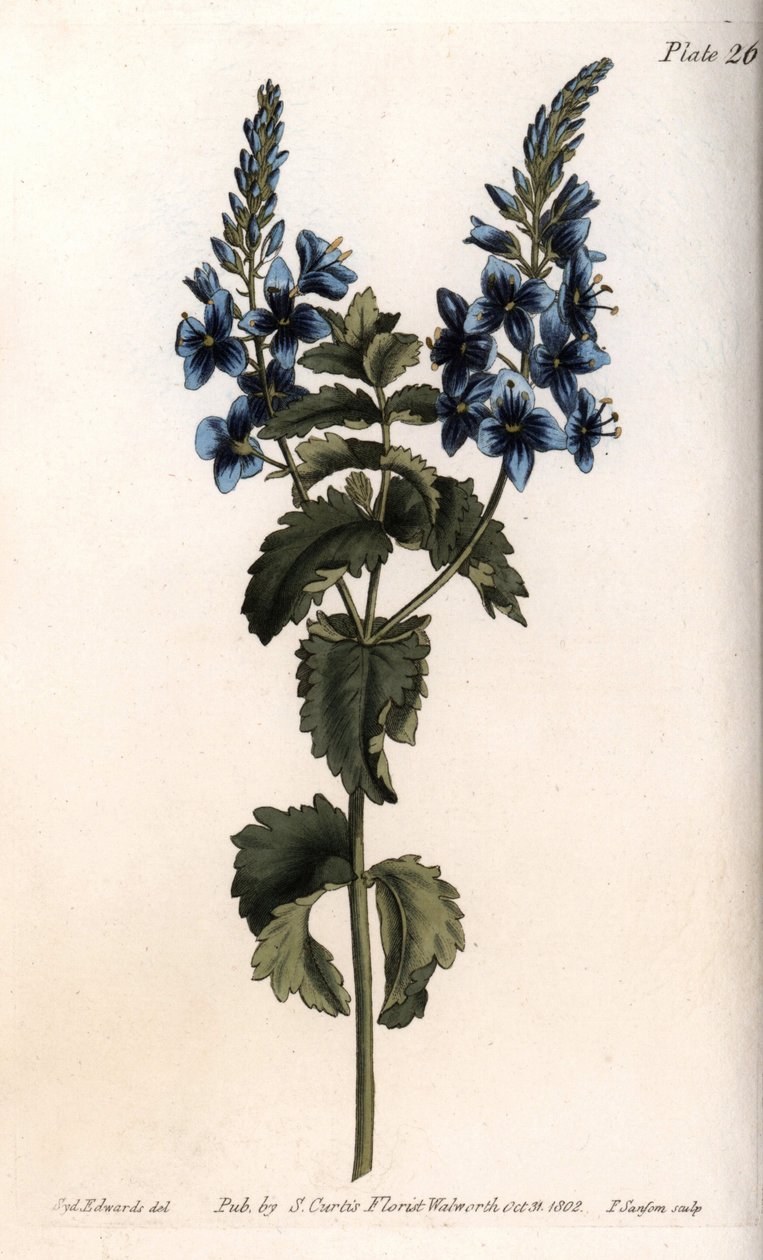 O carvalho veronica ou falso germandree. Gravura em cobre colorido, ilustração de Sydenham Edwards (1768-1819) para Conferências de Botanical, Jardim Botânico de Lambeth (Inglaterra) de Sydenham Teast Edwards
