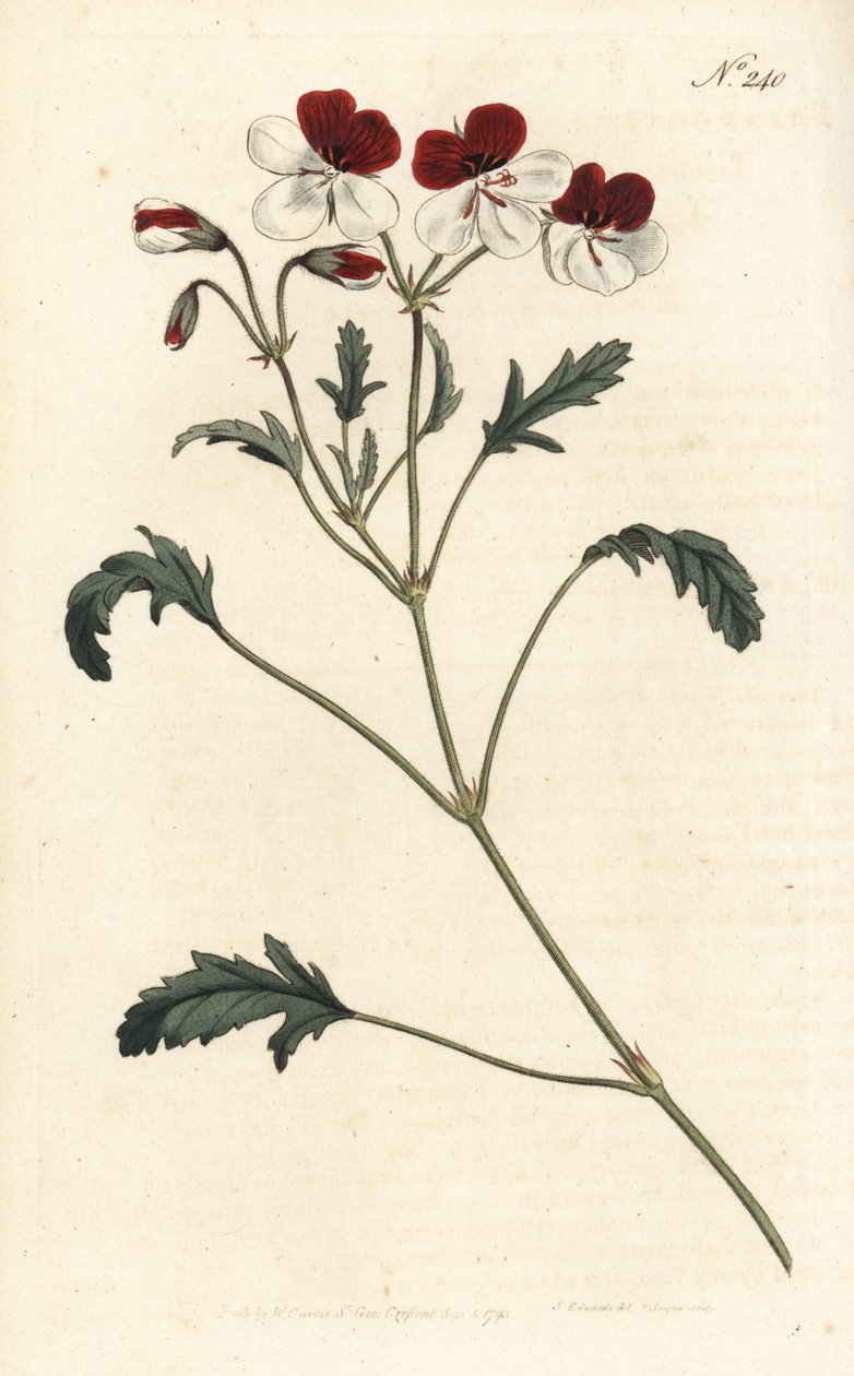 Guindaste tricolor de três cores, Pelargonium tricolor. Gravura em chapa de cobre colorida à mão por Sansom após ilustração de Sydenham Edwards rom William Curtis