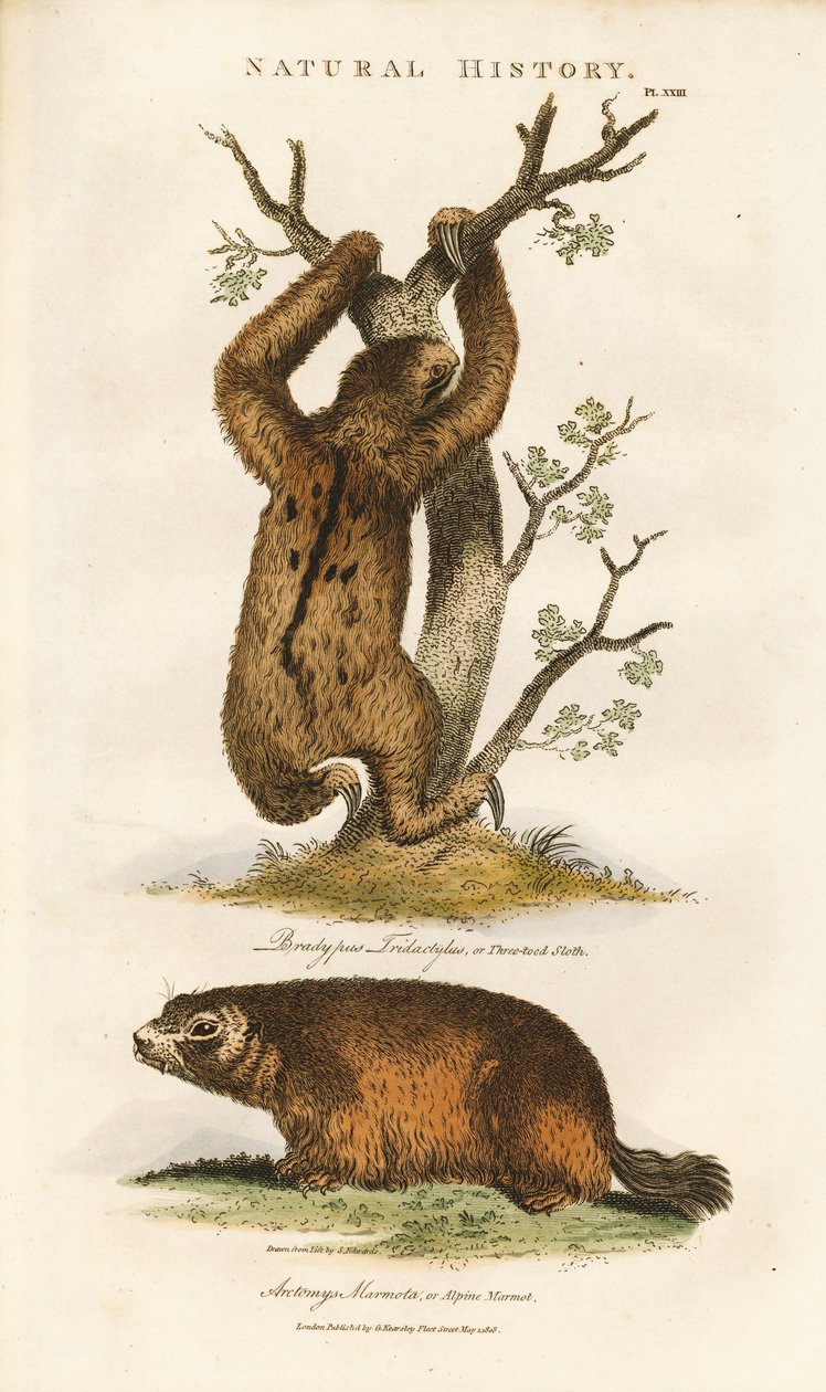 Preguiça-de-três-dedos e marmota alpina de Sydenham Teast Edwards