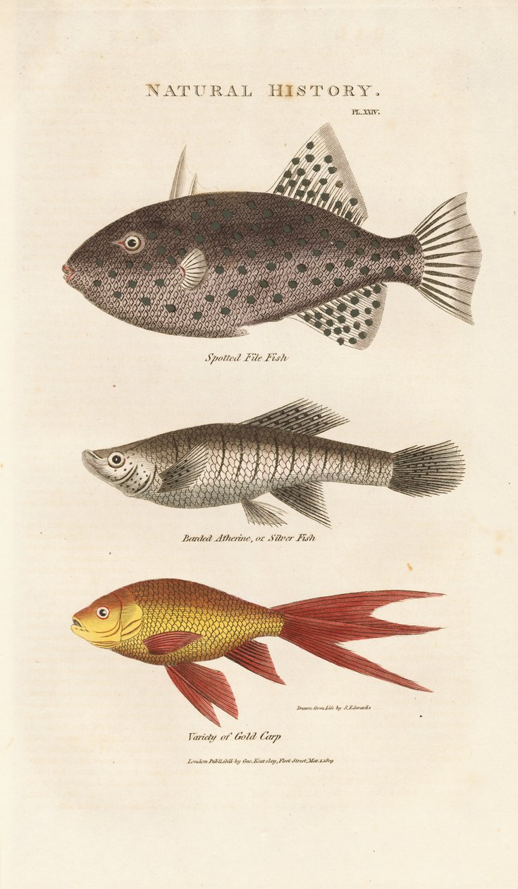 Três peixes marinhos de Sydenham Teast Edwards