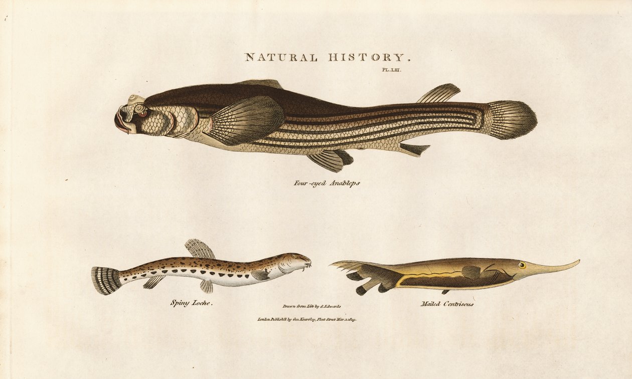 Três espécies de peixes invulgares de Sydenham Teast Edwards