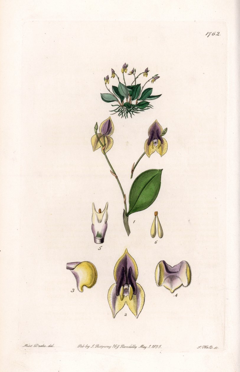 Três dentes Lepanthe - Placa gravada por S.Watts, de uma ilustração de Sarah Anne Drake (1803-1857), do Botanical Register of Sydenham Edwards (1768-1819), Inglaterra de Sydenham Teast Edwards