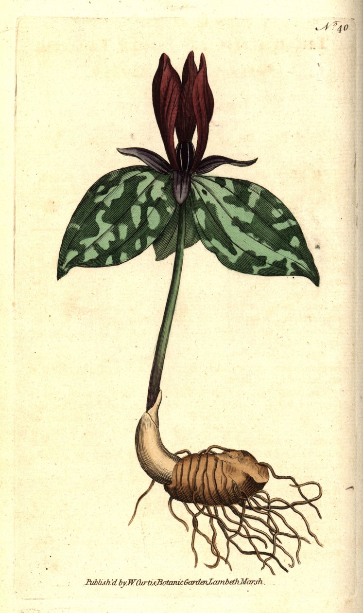 Toadshade ou sessile trillium, Trillium sessile. Gravura em chapa de cobre colorida à mão depois de uma ilustração botânica de James Sowerby da revista The Botanical Magazine de William Curtis, Lambeth Marsh, Londres. de Sydenham Teast Edwards