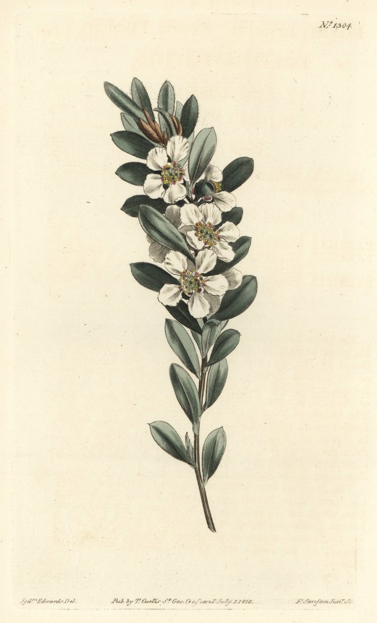 Árvore a the ou murta australiana - Árvore de chá da costa, Leptospermum laevigatum (Smooth fabricia, Fabricia laevigata). Gravura em chapa de cobre colorida à mão por F. Sansom Jr. após uma ilustração de Sydenham Edwards da revista Botanical de William Cu de Sydenham Teast Edwards