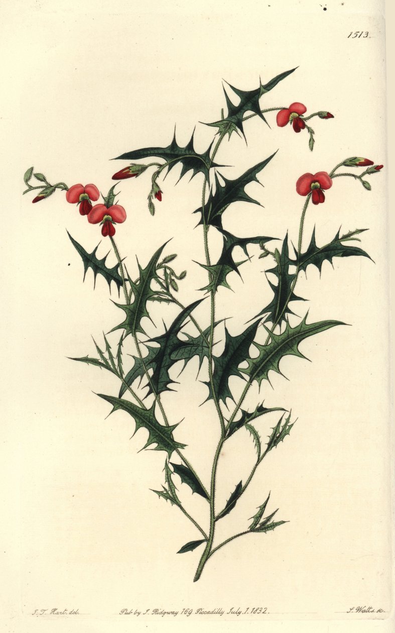 Corozema triangular, Chorozema triangulare. Gravura em chapa de cobre colorida à mão por S. Watts após ilustração de J.T. Hart do Sydenham Edwards