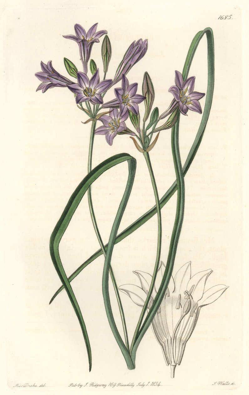 Triteleia ou brodiacea lache - Water forte de S. Watts de uma ilustração de Sarah Anne Drake (1803-1857), do Botanical Register de Sydenham Teast Edwards