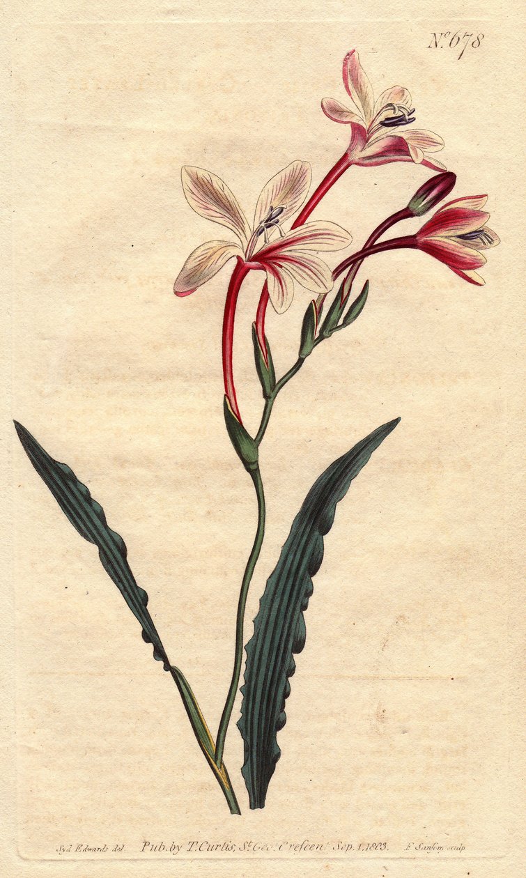A Tritonia tem uma folha encaracolada e flores rosas, carmesim e brancas, nativas da África do Sul. Tritônia frisada com flores rosas, carmesim e brancas. Nativa da África do Sul. Tritonia crispa. Gravura em chapa de cobre colorida à mão a partir de uma il de Sydenham Teast Edwards