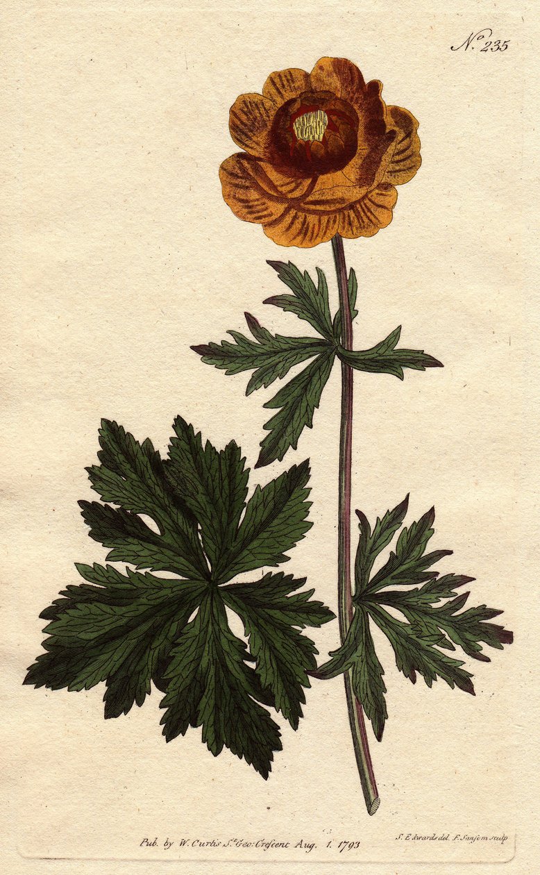 Troll ou bola de ouro asiática com flor amarela escura, nativo da Sibéria e da Capadócia. Flor de globo asiático com flor amarela profunda. Nativo da Sibéria e da Capadócia. Trollius asiaticus. Gravura em chapa de cobre colorida à mão a partir de uma ilust de Sydenham Teast Edwards