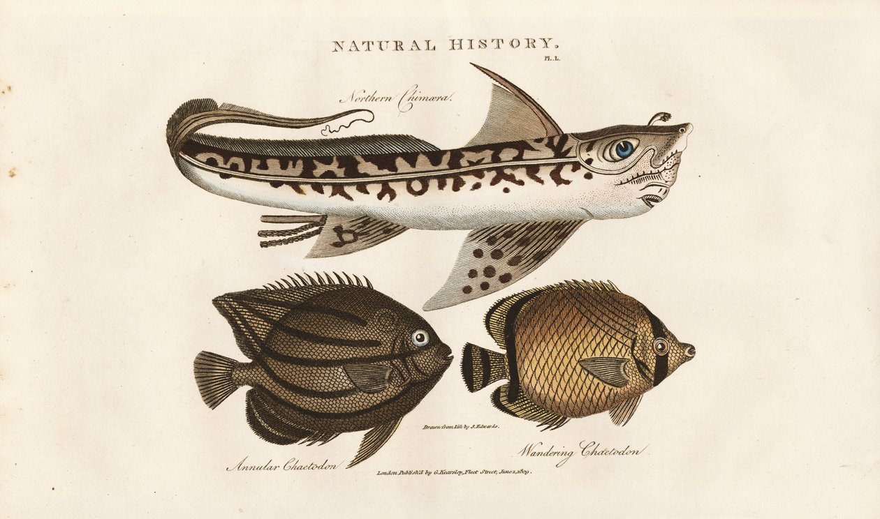 Peixes tropicais: Rêmora do Norte e Peixe Borboleta de Sydenham Teast Edwards