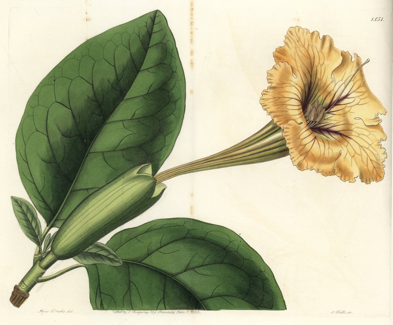 Trompete cipó ou taça de ouro - Cálice cipó ou solandra de flor manchada, Solandra guttata. Gravura em chapa de cobre colorida à mão por S. Watts depois de uma ilustração de Miss Sarah Drake do Registo Botânico de Sydenham Edwards, Ridgeway, Londres. de Sydenham Teast Edwards