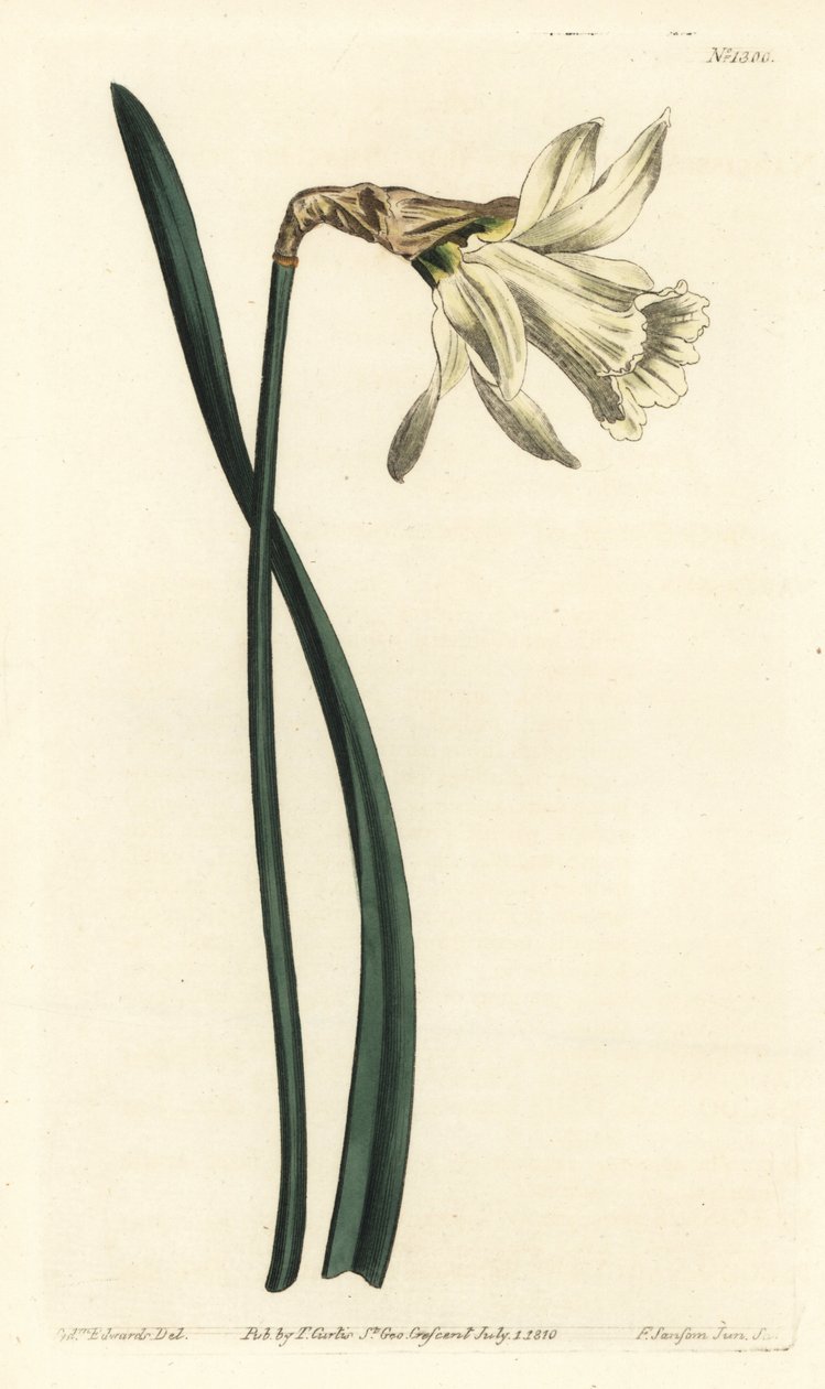 Trompeta narcissus - Trompeta narcissus - narciso branco mais pequeno, Narcissus pseudonarcissus subsp. moschatus (Narcissus moschatus). Gravura em chapa de cobre colorida à mão por F. Sansom Jr. após uma ilustração de Sydenham Edwards da revista Botanical de Sydenham Teast Edwards