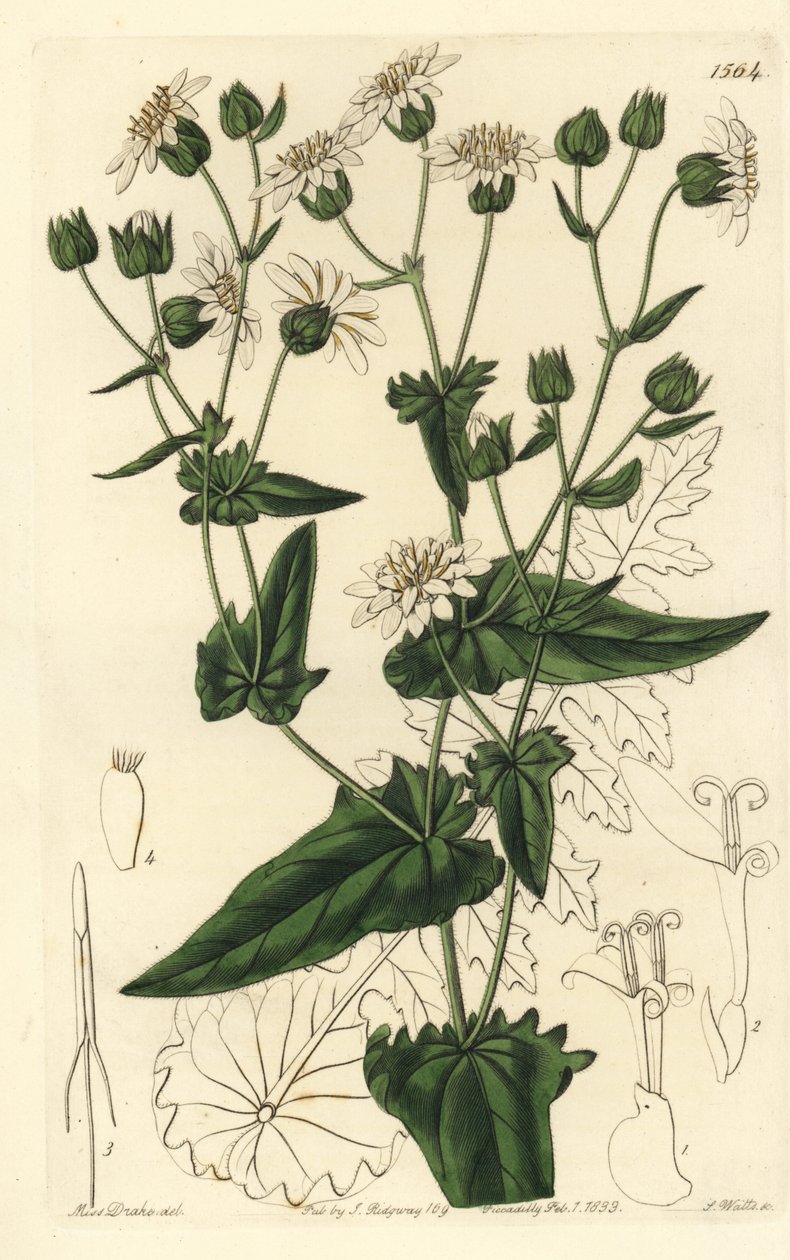 Nabo de nabo de almíscar-succory, Moscharia pinnatifida. Gravura em chapa de cobre colorida à mão por S. Watts depois de uma ilustração de Miss Sarah Drake do Registo Botânico de Sydenham Edwards, Ridgeway, Londres. de Sydenham Teast Edwards