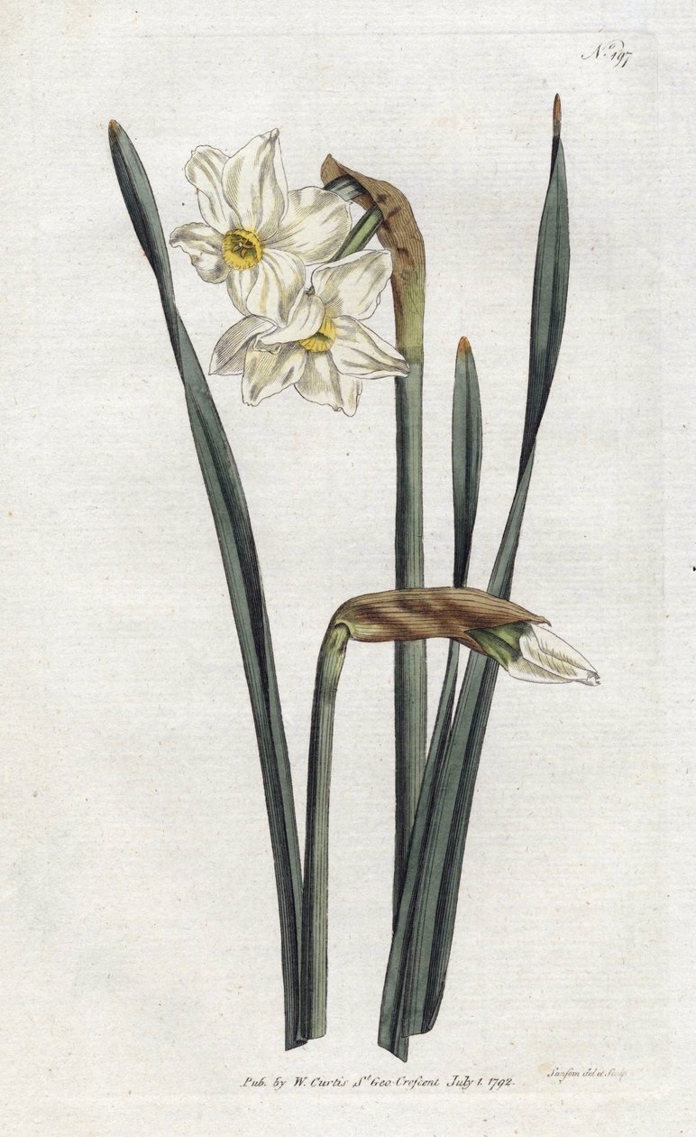 Narciso de duas flores - Litografia de Sydenham Edwards (1768-1819), placa da Revista Botânica de William Curtis (1746-1799) de Sydenham Teast Edwards