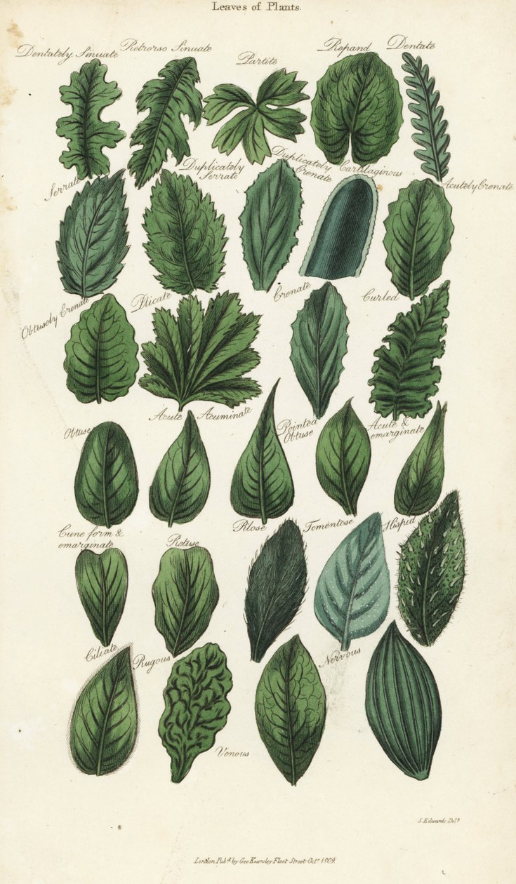 Tipos de folhas de plantas. Gravura em chapa de cobre colorida à mão depois de Sydenham Edwards de John Mason Good
