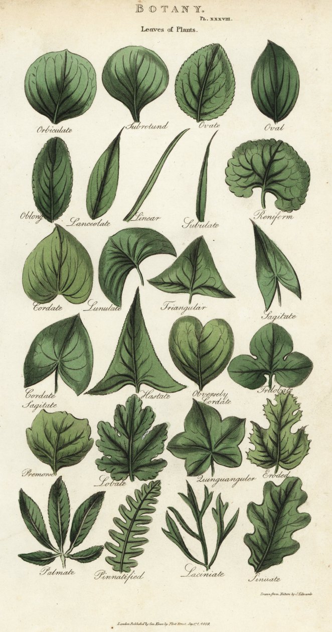 Tipos de folhas de plantas. Gravura em chapa de cobre colorida à mão depois de Sydenham Edwards de John Mason Good