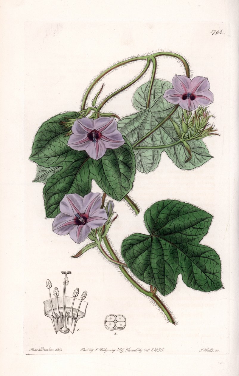 Variiete d