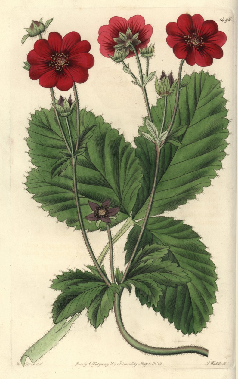 Variedades de Cinquefoil - Potentilla de Russell, Potentilla russelliana. Gravura em chapa de cobre colorida à mão por S. Watts após uma ilustração de M. Hart do Registo Botânico de Sydenham Edwards, Ridgeway, Londres de Sydenham Teast Edwards