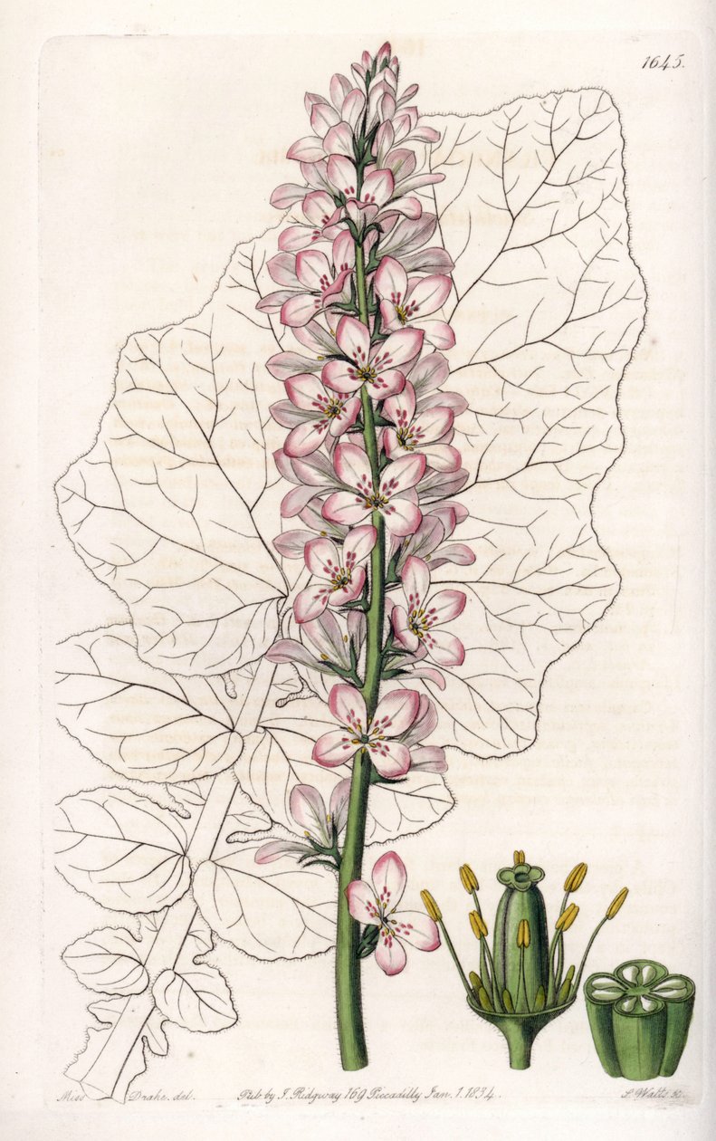 Variiete de Francoa com Folhas de Leite, endêmica no Chile - Gravada por S.Watts, de uma ilustração de Sarah Anne Drake (1803-1857), do Registro Botânico de Sydenham Edwards (1768-1819), Inglaterra de Sydenham Teast Edwards