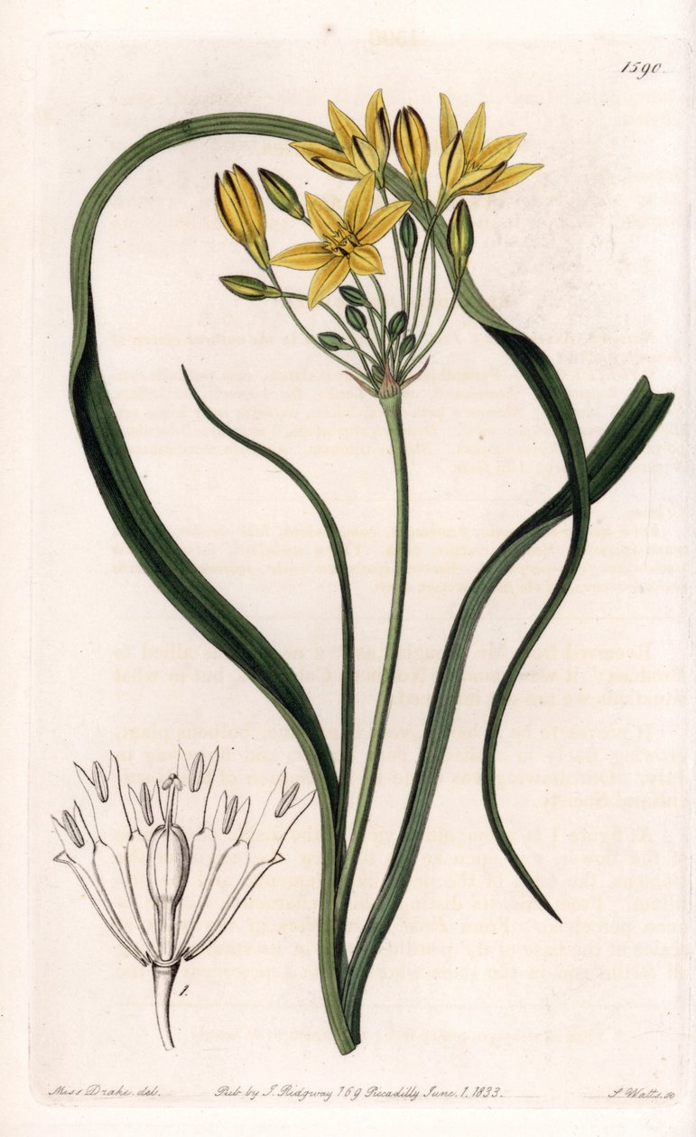Variedades de Triteleia ou brodeleia, com flores amarelas, nativas da Califórnia - Placa gravada por S.Watts, de uma ilustração de Sarah Anne Drake (1803-1857), do Botanical Register of Sydenham Edwards (1768-1819), Inglaterra de Sydenham Teast Edwards