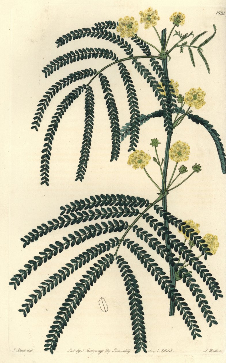 Variete de acácia (ou cassier) - Acácia de folhas de fetos, Acácia pentadenia. Gravura em chapa de cobre colorida à mão por S. Watts após uma ilustração de J. Hart do Sydenham Edwards