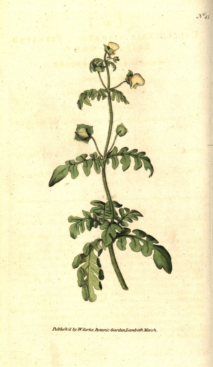 Variedades de calceolar - Calceolaria pinnated slipper-wort, Calceolaria pinnata. Gravura em chapa de cobre colorida à mão depois de uma ilustração botânica de James Sowerby da revista The Botanical Magazine de William Curtis, Lambeth Marsh, Londres. de Sydenham Teast Edwards