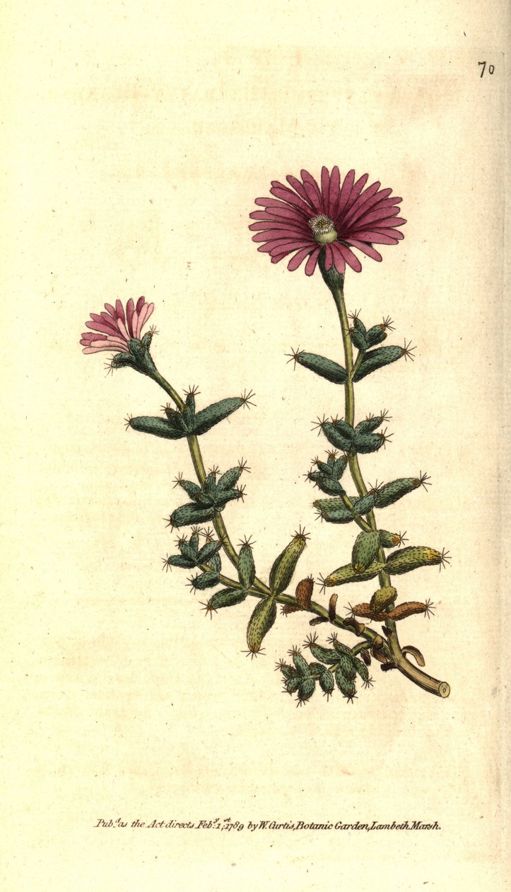 Variedades de ficoide - Calêndula de figo barbudo, Mesembryanthemum barbarum. Gravura em chapa de cobre colorida à mão depois de uma ilustração botânica da revista The Botanical Magazine de William Curtis, Lambeth Marsh, Londres. de Sydenham Teast Edwards