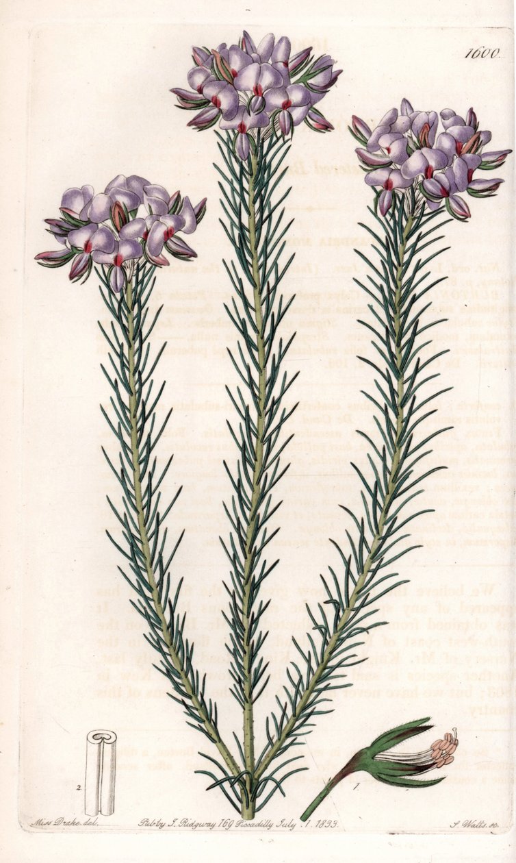 Variedades de gompholobium (família das leguminosas), nativas da Austrália - Placa gravada por S.Watts, de uma ilustração de Sarah Anne Drake (1803-1857), do Botanical Register of Sydenham Edwards (1768-1819), Inglaterra de Sydenham Teast Edwards