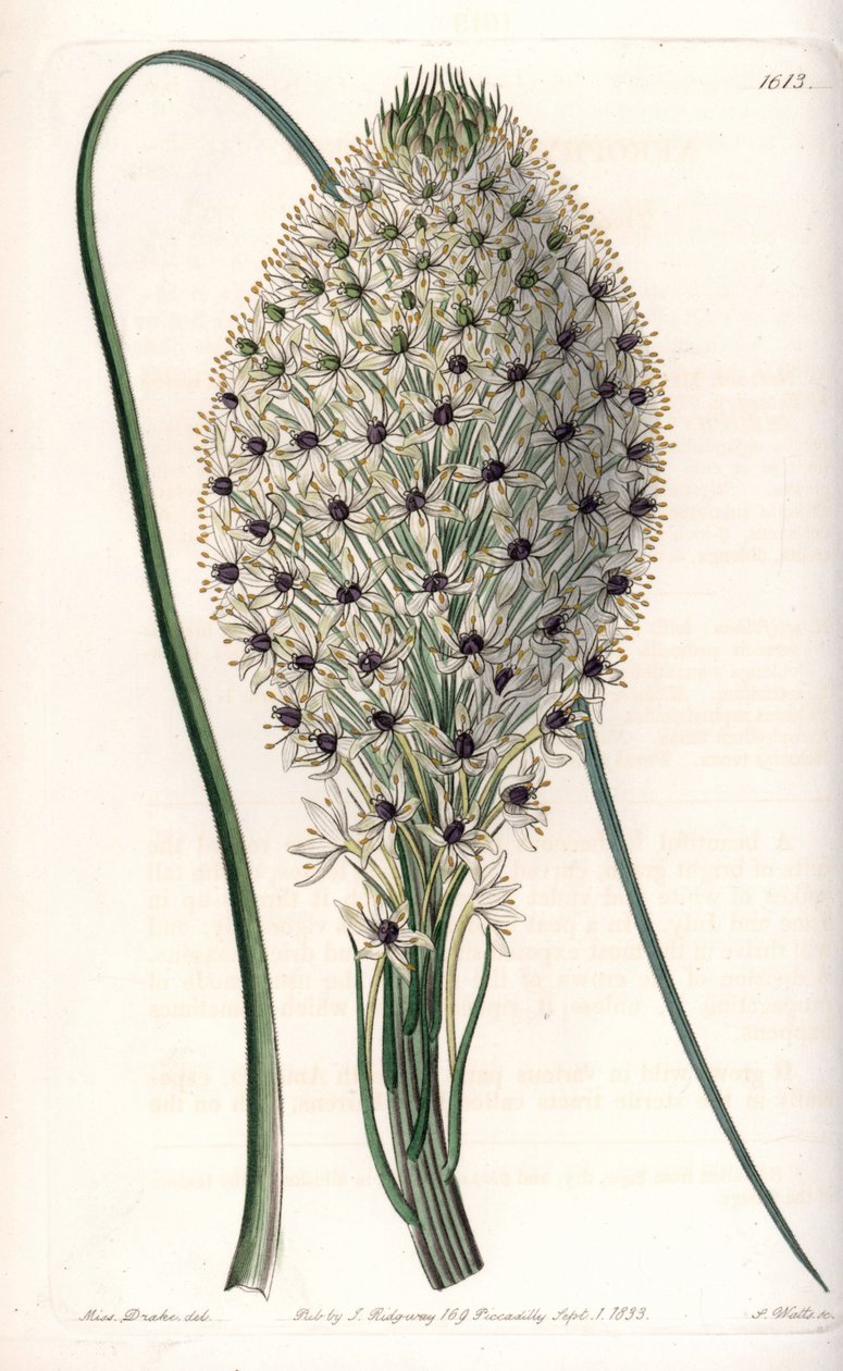 Variiete of liliacee (Helonias asphodeloides) - Gravada por S.Watts, a partir de uma ilustração de Sarah Anne Drake (1803-1857), do Botanical Register of Sydenham Edwards (1768-1819), Inglaterra de Sydenham Teast Edwards