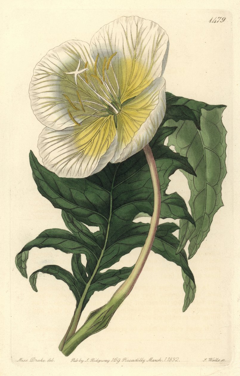 Variedades de oenothere ou erva com burros ou onagra - Onagra branca de pé direito, Oenothera anisoloba. Gravura em chapa de cobre colorida à mão por S. Watts após uma ilustração de Sarah Drake do Sydenham Edwards