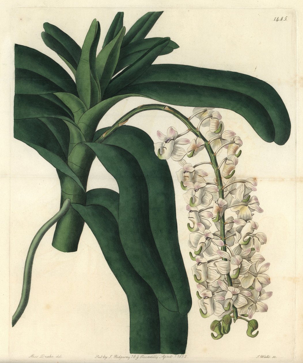 Variedades de orquídea epidendrum, conhecida como pomada jamaicana - Orquídea de pincel de raposa ou planta aérea de flor de chifre, Aerides cornutum. Gravura em chapa de cobre colorida à mão por S. Watts depois de uma ilustração de Sarah Drake do Sydenham de Sydenham Teast Edwards