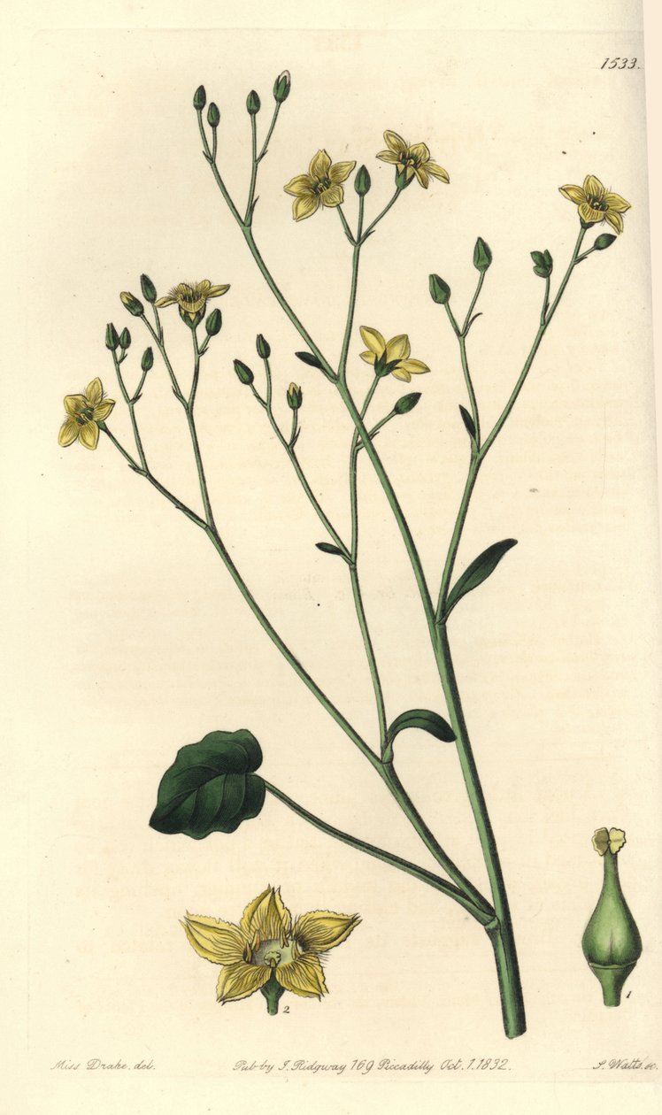 Variete de villarsia, endêmica da Austrália - Ornduffia reniformis (Kidney-leaved villarsia, Villarsia reniformis). Gravura em chapa de cobre colorida à mão por S. Watts depois de uma ilustração de Miss Sarah Drake do Registo Botânico de Sydenham Edwards,  de Sydenham Teast Edwards