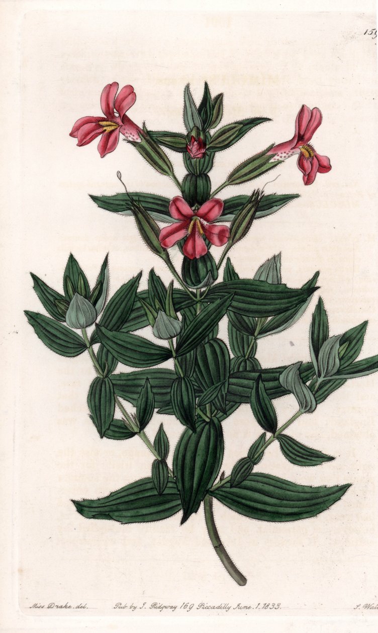 Variedade de mímula (macaco ou flor de almíscar) Tábua gravada por S.Watts, de uma ilustração de Sarah Anne Drake (1803-1857), do Registro Botânico de Sydenham Edwards (1768-1819), Inglaterra de Sydenham Teast Edwards