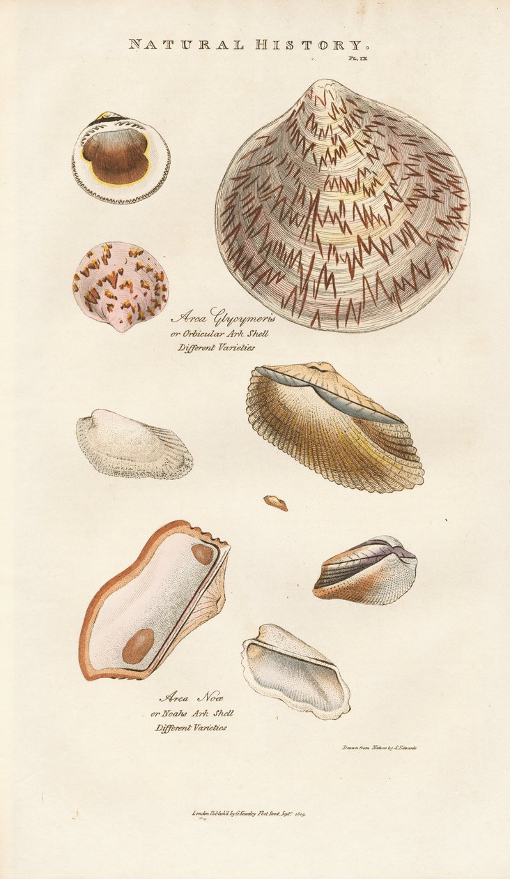 Várias conchas de arca de Sydenham Teast Edwards