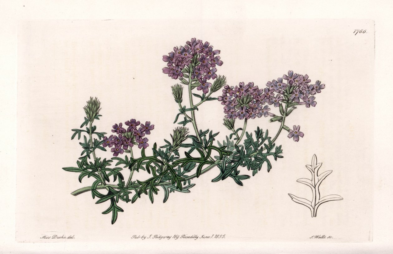 Verbena multifide - Gravado por S. Watts, de uma ilustração de Sarah Anne Drake (1803-1857), do Botanical Register of Sydenham Edwards (1768-1819), Inglaterra de Sydenham Teast Edwards