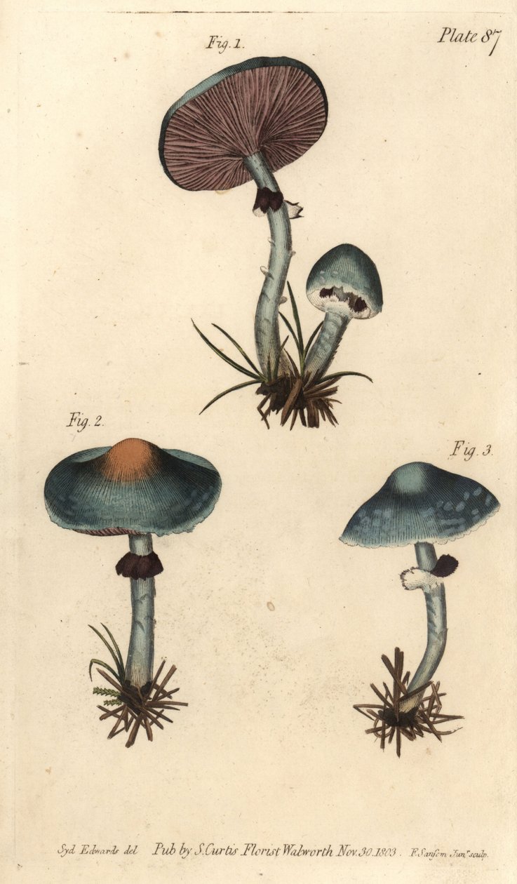 Verdigris cogumelo ou verdigris agaric, Stropharia aeruginosa, Fungi, Cryptogamia. Gravação em chapa de cobre colorida à mão por F. Sansom de uma ilustração botânica de Sydenham Edwards para as Palestras de Botânica de William Curtis, conforme entregue no  de Sydenham Teast Edwards