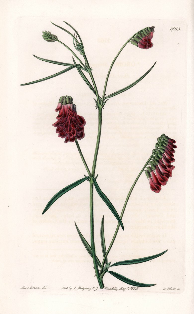 Vesces Variete - Placa gravada por S.Watts, de uma ilustração de Sarah Anne Drake (1803-1857), do Botanical Register of Sydenham Edwards (1768-1819), Inglaterra de Sydenham Teast Edwards