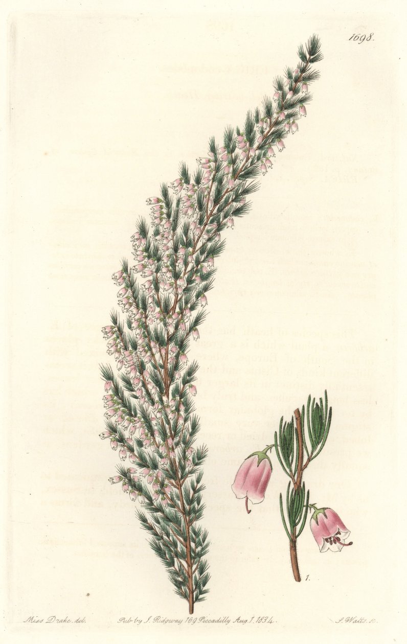 Epiário Vesicular, originário da Europa - Water forte de S. Watts a partir de uma ilustração de Sarah Anne Drake (1803-1857), do Botanical Register de Sydenham Teast Edwards