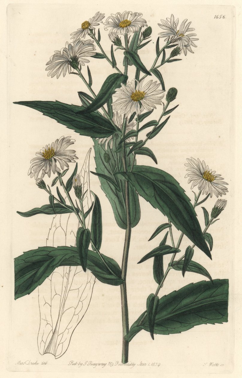 Virgine Aster ou Harvester - S. Watts Água Forte de uma ilustração de Sarah Anne Drake (1803-1857), do Botanical Register de Sydenham Teast Edwards