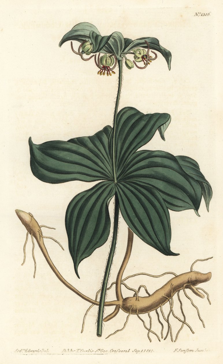 Virginia Medeole ou pepino selvagem - Pepino indiano, Medeola virginiana. Gravura em chapa de cobre colorida à mão por F. Sansom Jr. após ilustração de Sydenham Edwards da revista Botanical Magazine de William Curtis, T. Curtis, Londres de Sydenham Teast Edwards