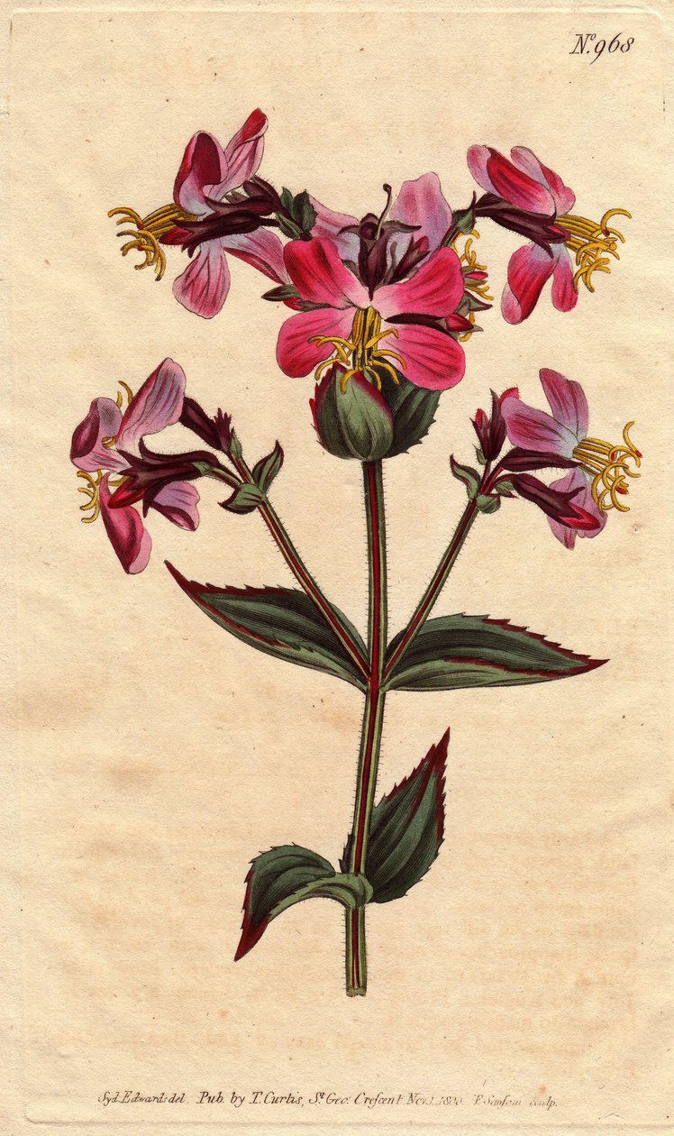 Eróxia da Virgínia, com flores roxas e cor-de-rosa Eróxia da Virgínia, com flores coloridas de cor-de-rosa e malva. Rhexia virginica. Gravura em chapa de cobre colorida à mão a partir de uma ilustração botânica de Sydenham Edwards da "Botanical Magazine" d de Sydenham Teast Edwards