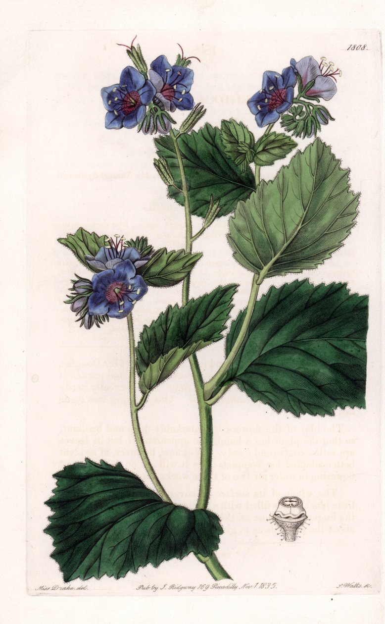 Viscous Phacelia - Placa gravada por S.Watts, a partir de uma ilustração de Sarah Anne Drake (1803-1857), do Botanical Register of Sydenham Edwards (1768-1819), Inglaterra de Sydenham Teast Edwards