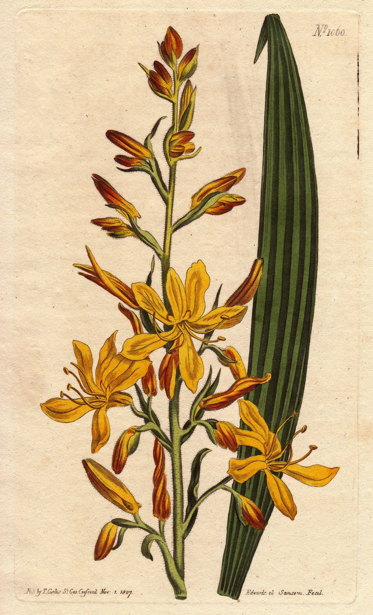 Wachendorfia (raiz vermelha) tem uma grande flor amarela e laranja na ponta. Wachendorfia (raiz vermelha) tem flores amarelas e alaranjadas na ponta. Nativa da África do Sul. Wachendorfia thyrsiflora. Gravura em chapa de cobre colorida à mão a partir de um de Sydenham Teast Edwards