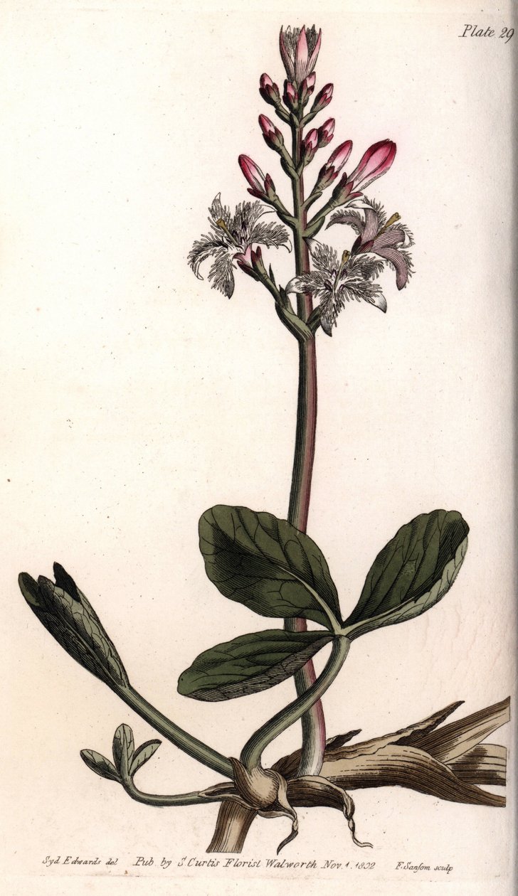 Trefle de água ou menyanthe trefle de água. Gravura em cobre colorido, ilustração de Sydenham Edwards (1768-1819) para Conferências de Botanical, Jardim Botânico de Lambeth (Inglaterra) de Sydenham Teast Edwards