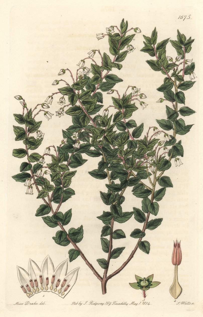 Mucroné de flor branca ou pernettya gaultherie - S. Watts água forte de uma ilustração de Sarah Anne Drake (1803-1857), do Botanical Register de Sydenham Teast Edwards
