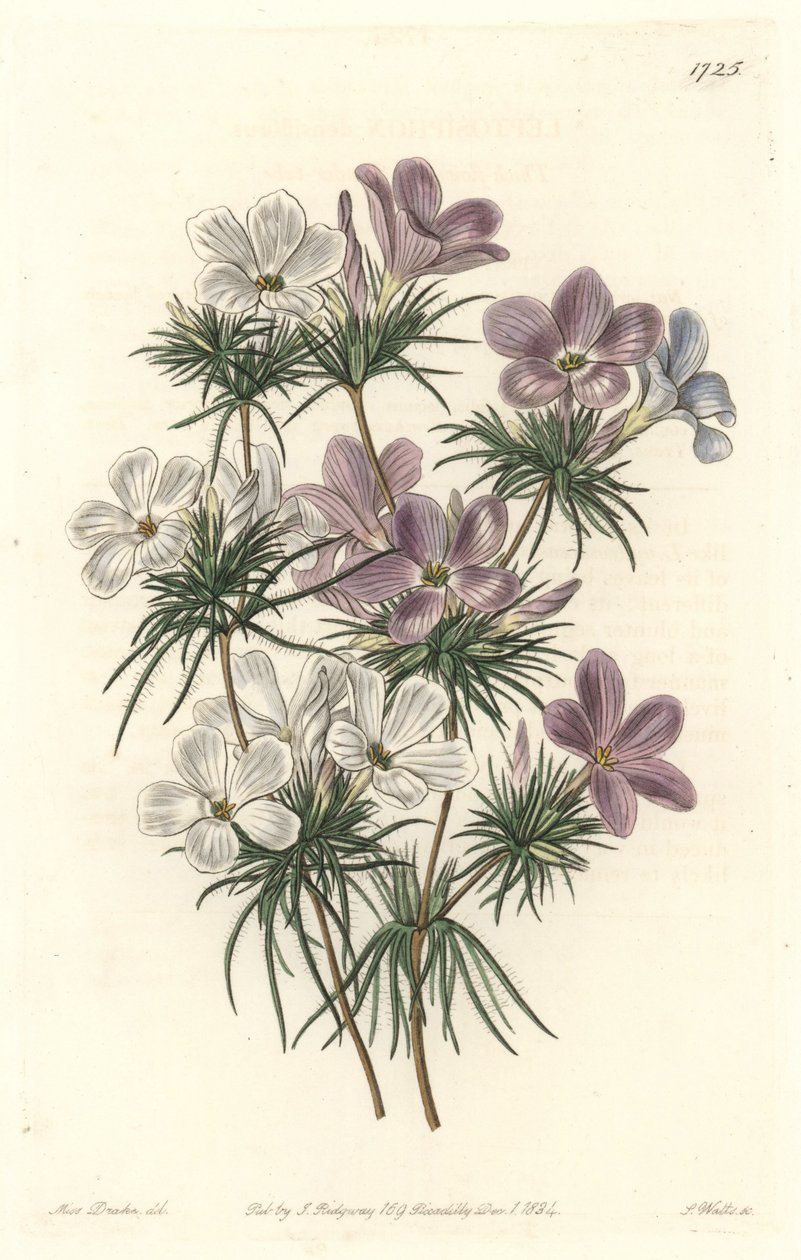 Leptosifão Branco e Roxo - Água Forte de S. Watts de uma ilustração de Sarah Anne Drake (1803-1857), do Botanical Register de Sydenham Teast Edwards