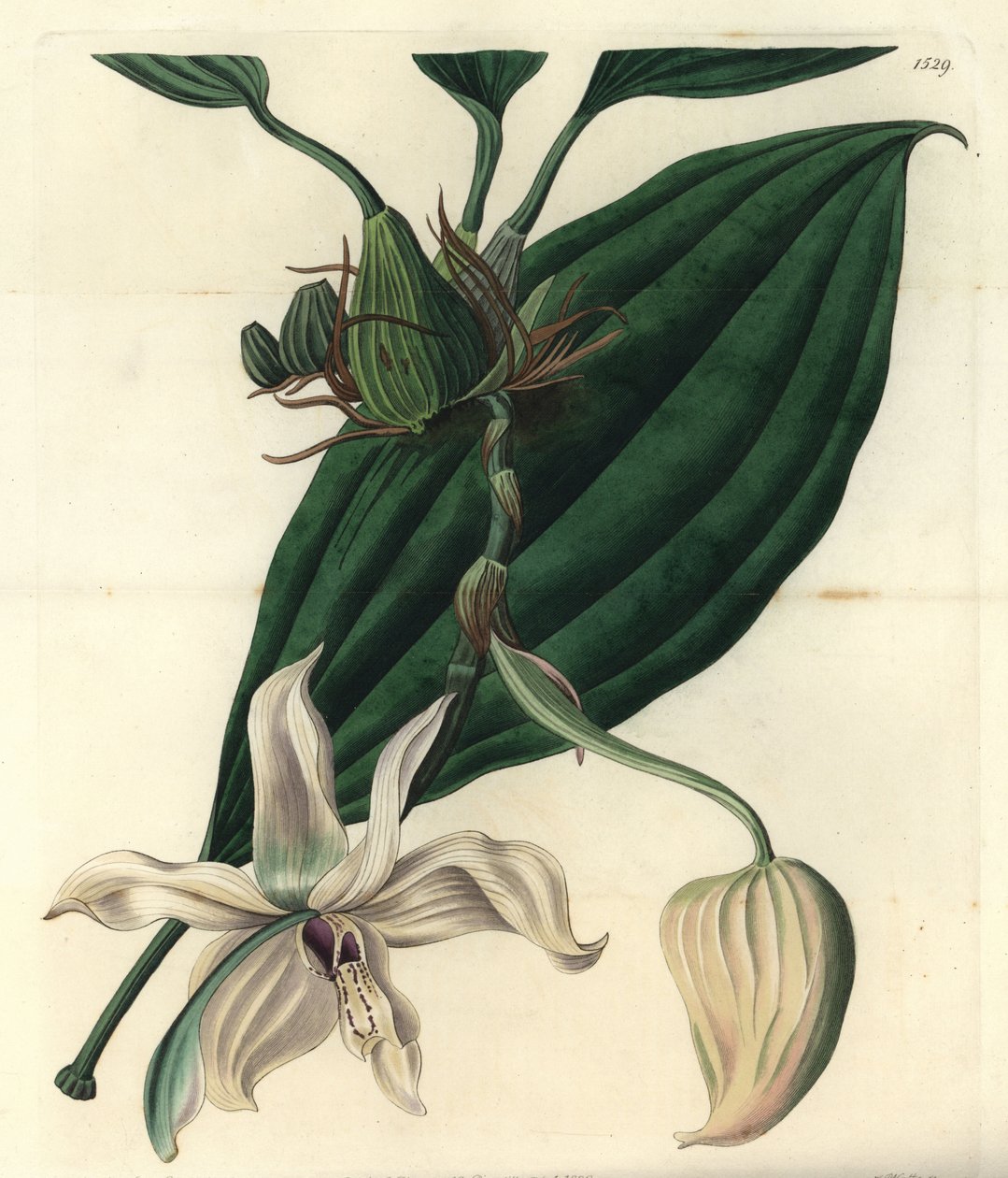 White orchid variete - Stanhopea grandiflora orquídea (Stanhopea eburnea, Stanhopea eburnea). Gravura em cobre de S. Watts depois de uma ilustração de Miss Jane Edwards do Registo Botânico de Sydenham Edwards, Ridgeway, Londres de Sydenham Teast Edwards