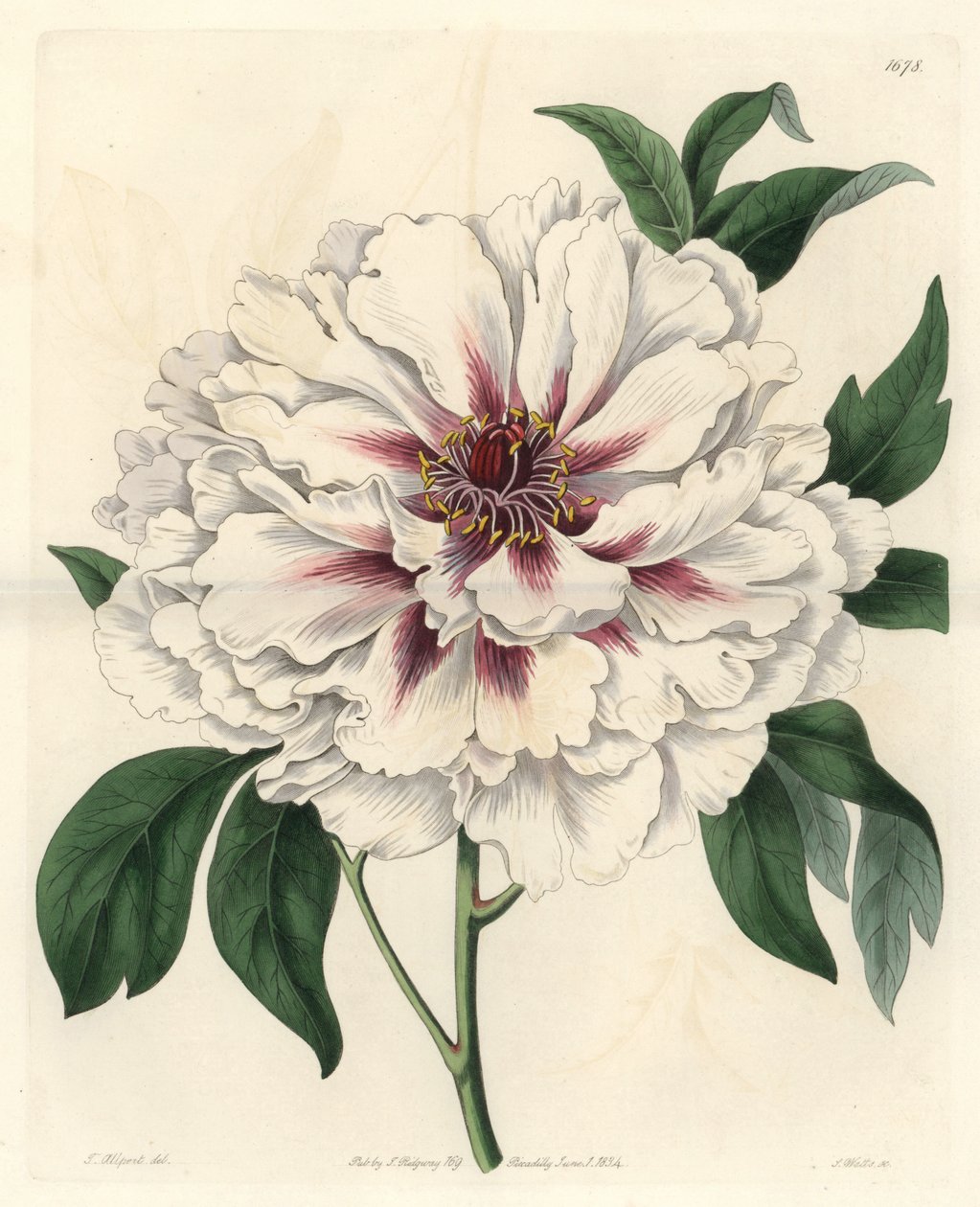 White shrub peony - Água forte de S. Watts, de uma ilustração de Thomas Allport (1804-1879), do Botanical Register de Sydenham Teast Edwards