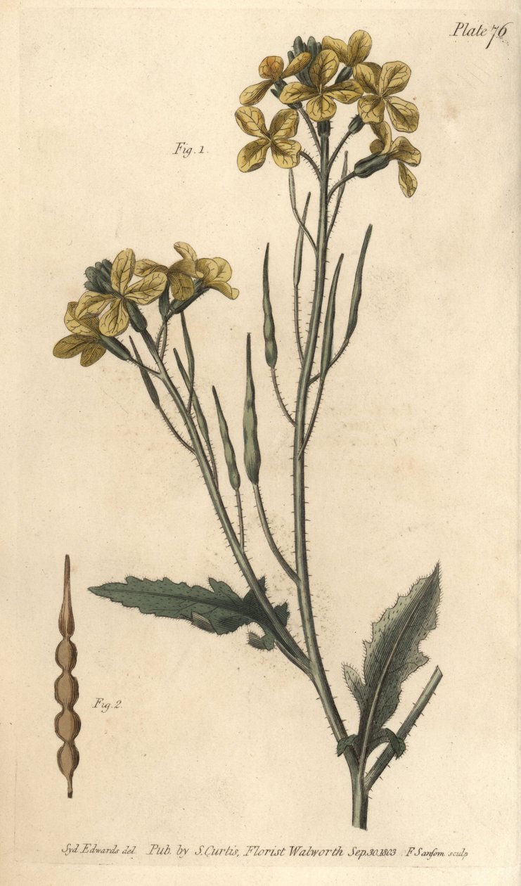 Rábano selvagem, Raphanus raphanistrum, Siliquosa. Gravação em chapa de cobre colorida à mão por F. Sansom de uma ilustração botânica de Sydenham Edwards para as Palestras de Botânica de William Curtis, conforme entregue no Jardim Botânico de Lambeth. de Sydenham Teast Edwards