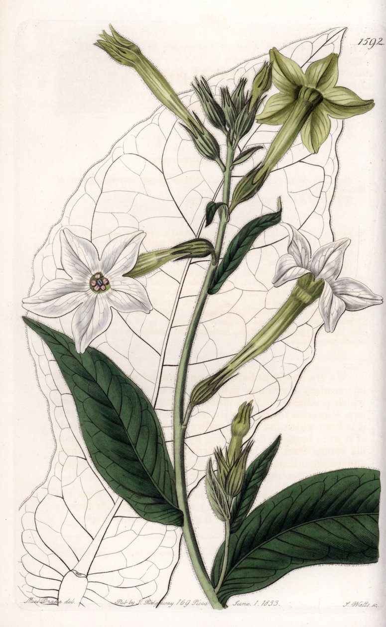 Tabaco para asas ou tabaco ornamental - Placa gravada por S.Watts, a partir de uma ilustração de Sarah Anne Drake (1803-1857), do Botanical Register of Sydenham Edwards (1768-1819), Inglaterra de Sydenham Teast Edwards